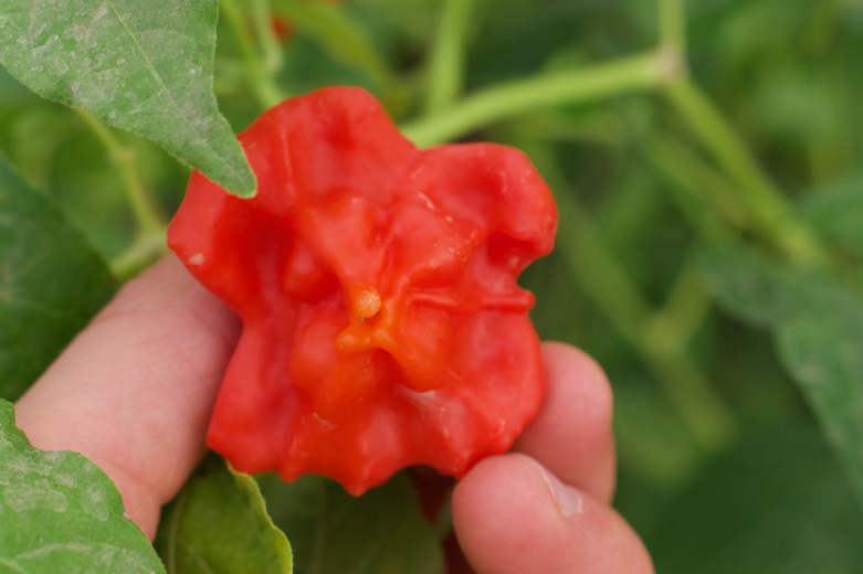 Growing unique and tasty varieties of peppers is an exciting opportunity to compete against imported fare.